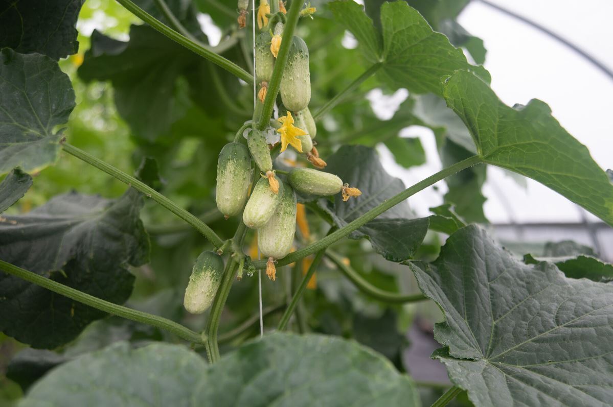 Quirk – Cucumber Seed